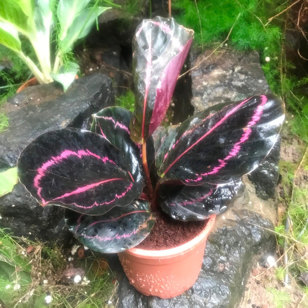 Calathea roseopicta 'Dottie'