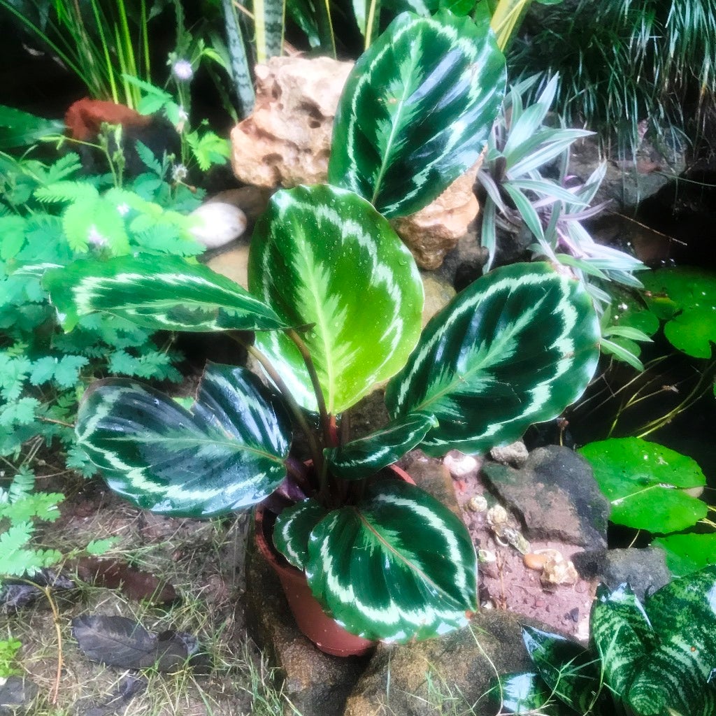 Calathea roseopicta 'Medallion'