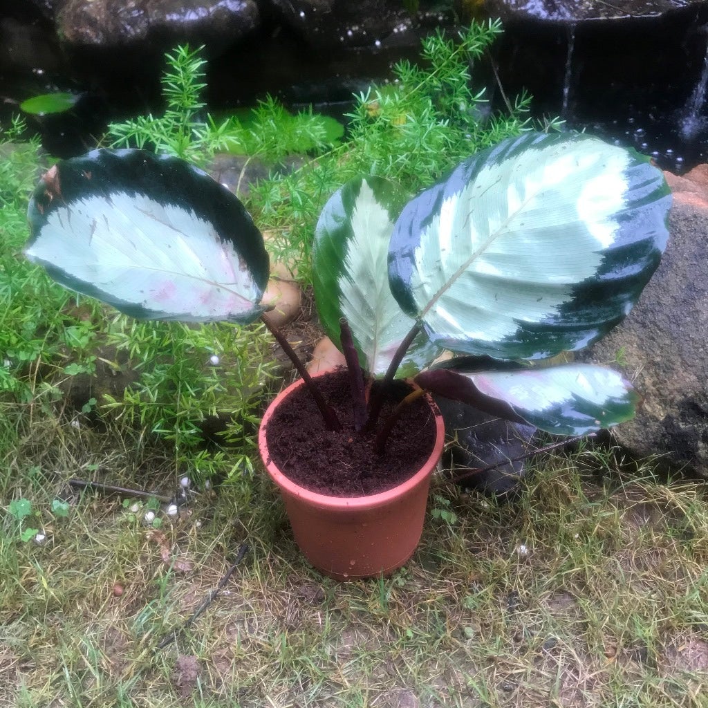 Calathea roseopicta 'Corona'