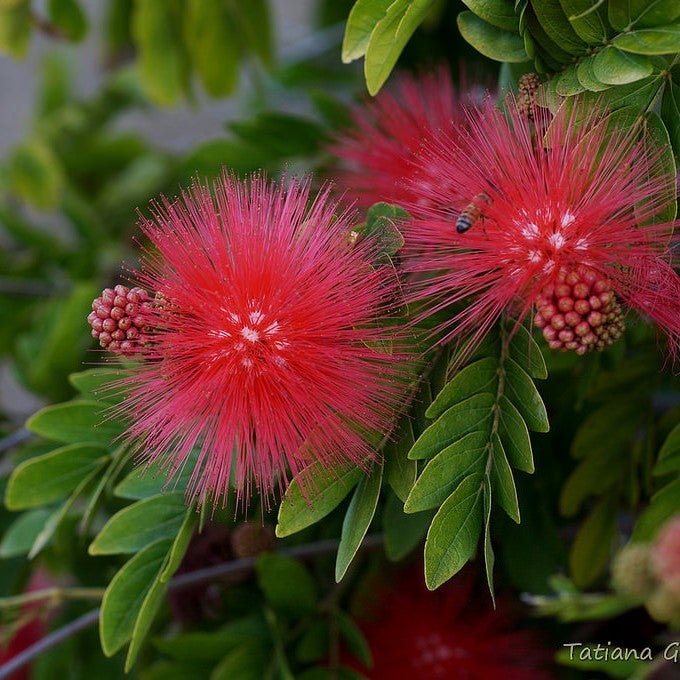 Calliandra Haematocephala Hassk.