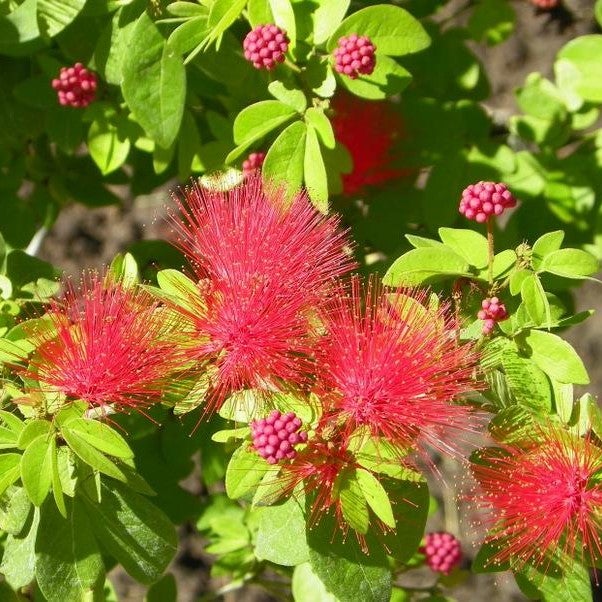 Calliandra Tergemina var. Emarginata