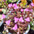 Tradescantia Navicularis Plants myBageecha - myBageecha