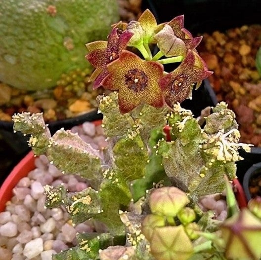 Caralluma Hexagona