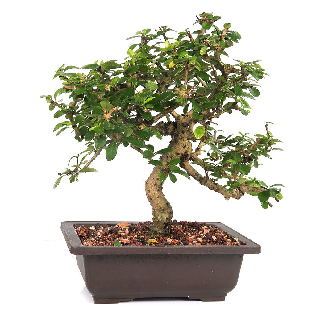 Bonsai Carmona - 8 Yrs