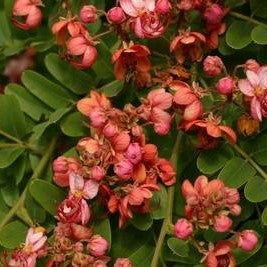 Cassia Roxburghii - Ceylon Senna