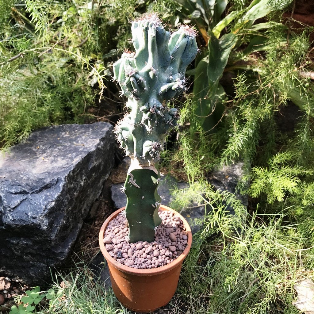 Cereus peruvianus Monstrosus