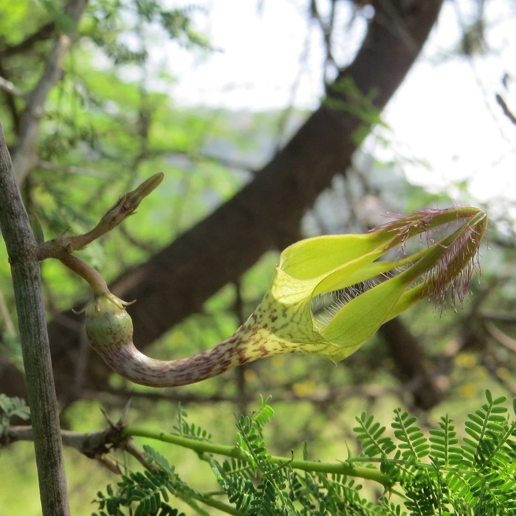 Ceropegia Juncea - Somalata