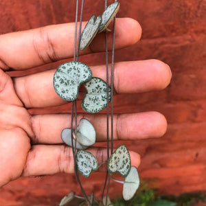 Ceropegia woodii - String of Hearts