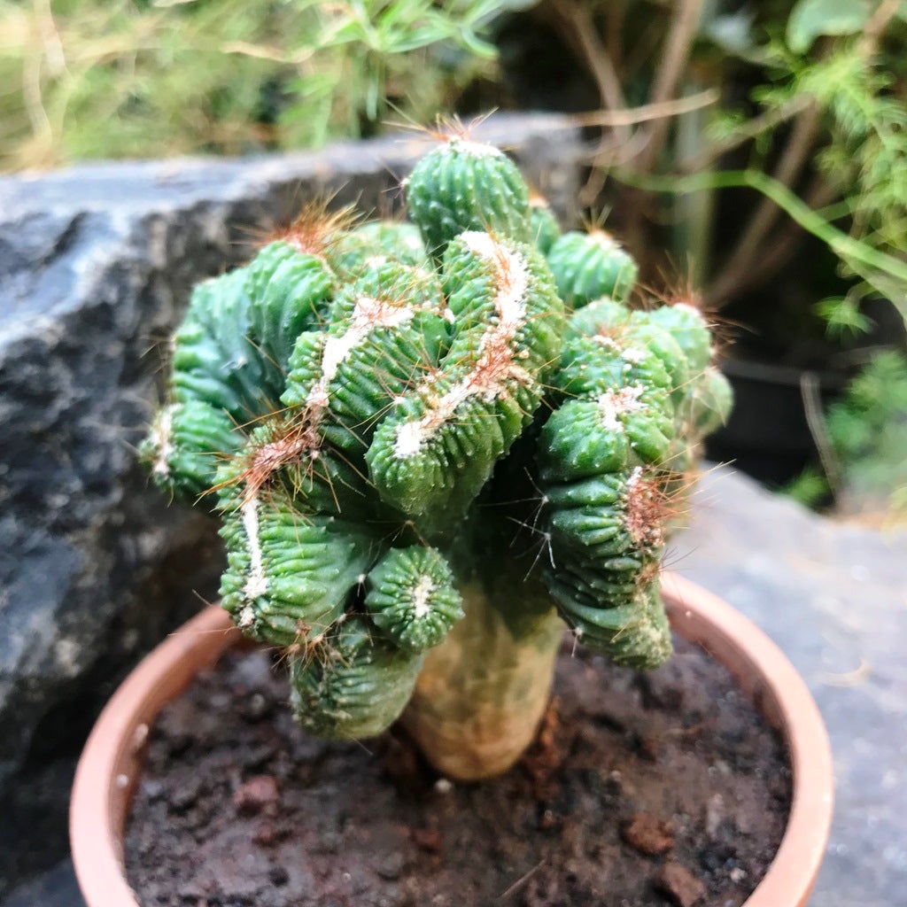 Cereus forbesii crest 'Ming Thing'