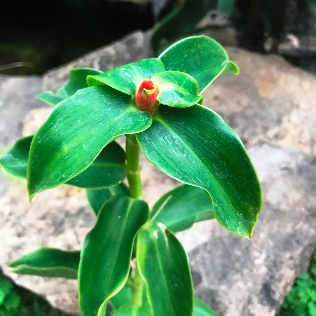 Chamaecostus Cuspidatus (Insulin Plant)