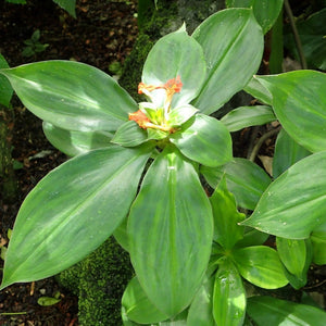 Chamaecostus Cuspidatus (Insulin Plant)