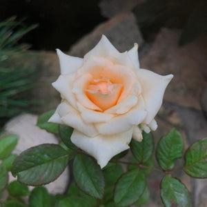 'Chandos Beauty' - Shrub rose
