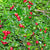 Pre Bonsai Cherry Lemon Trifansia Trifolia