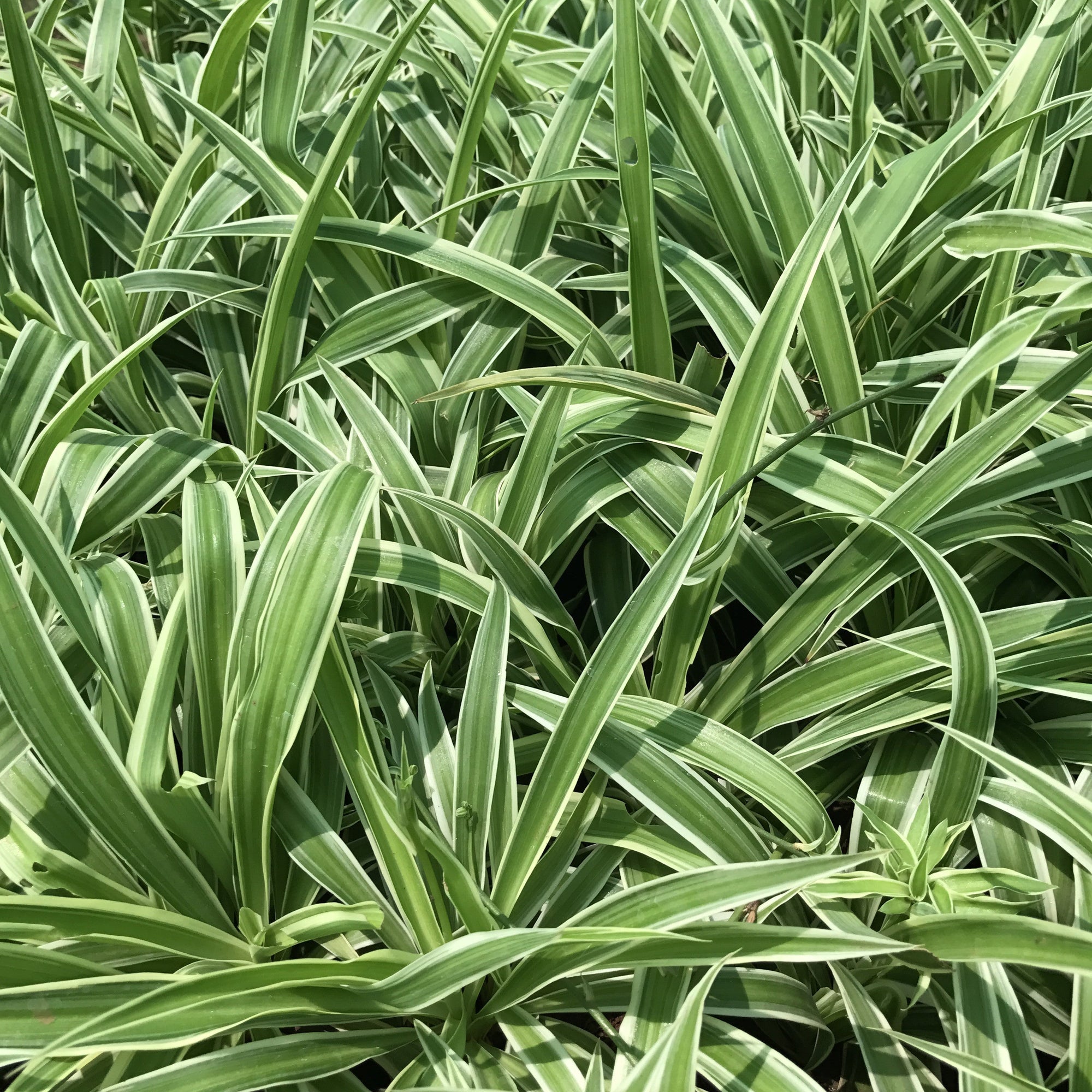 Chlorophytum Comosum Plants myBageecha - myBageecha