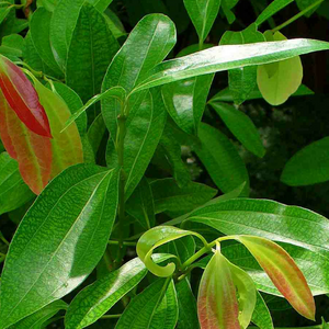 Cinnamomum Verum (Dalchini)