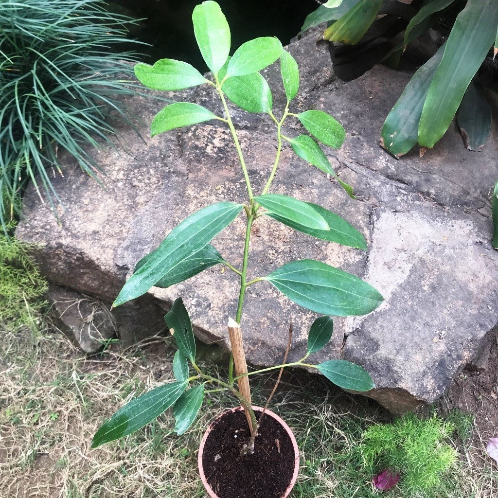 Cinnamoum Tamla (Tezpatta)