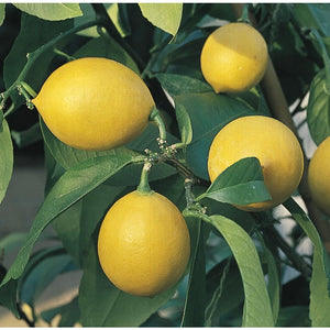 Citrus Lemon (Tissue Culture)