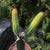 Cleistocactus samaipatanus var variegata