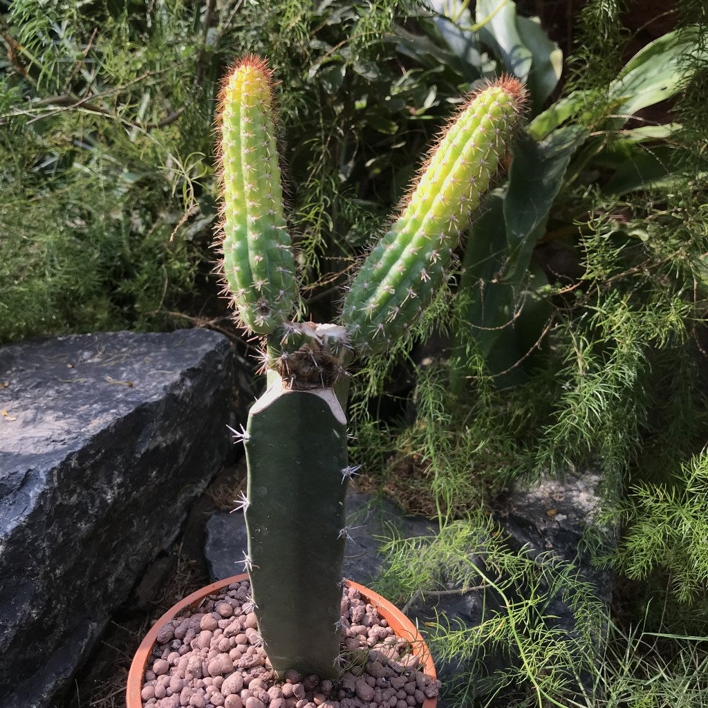 Cleistocactus samaipatanus var variegata