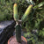 Cleistocactus samaipatanus var variegata