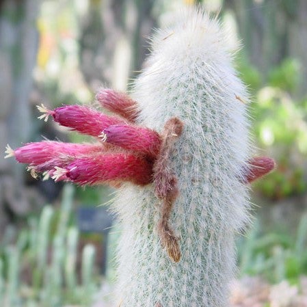 Cleistocactus Strausii-Wooly Torch Cactus