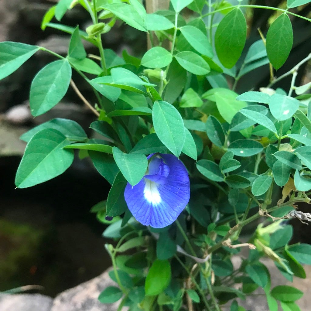 Clitoria Ternatea-Aparajita