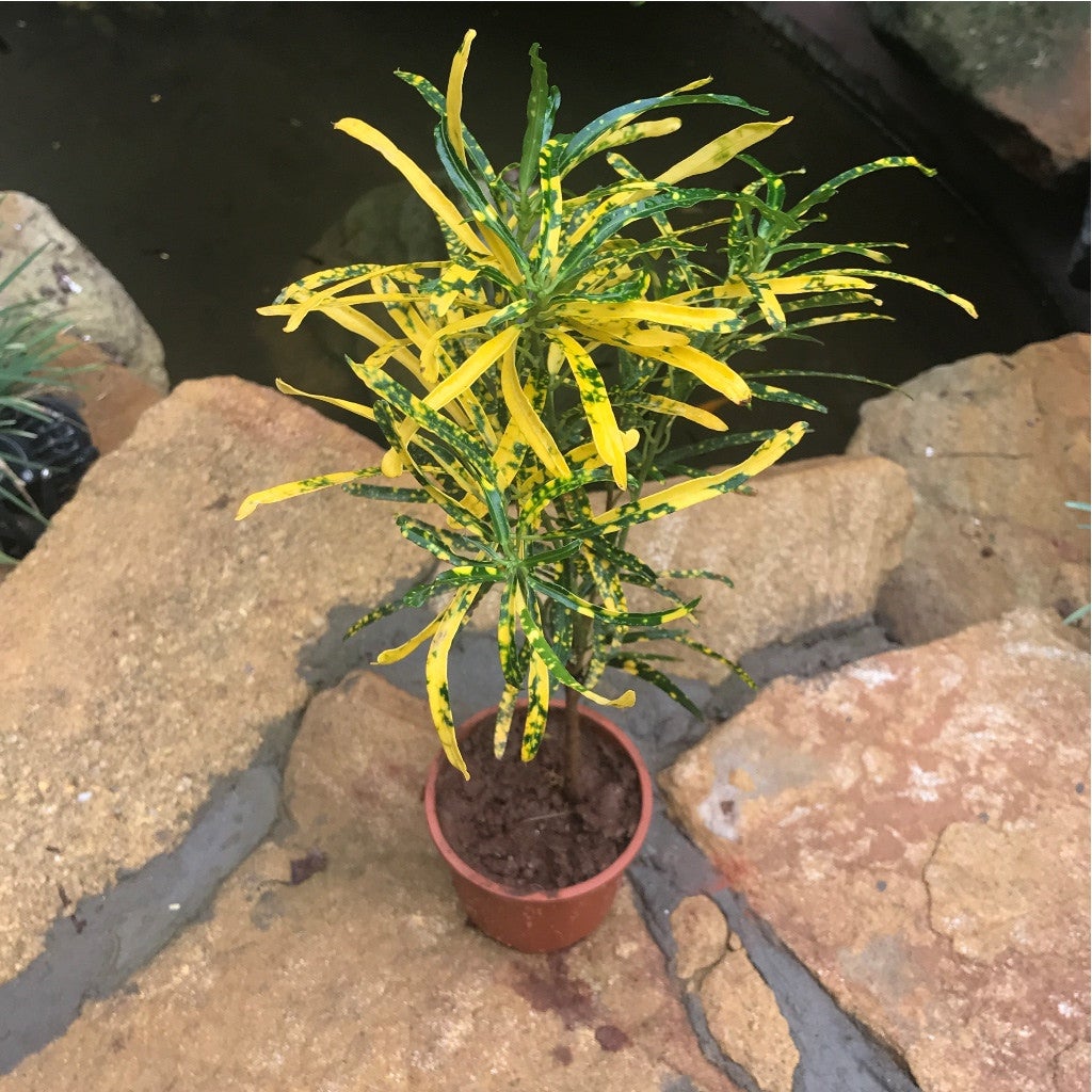 Codiaeum 'Gold Dust' Plants myBageecha - myBageecha