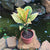 Codiaeum Variegatum  Petra  Plants myBageecha - myBageecha