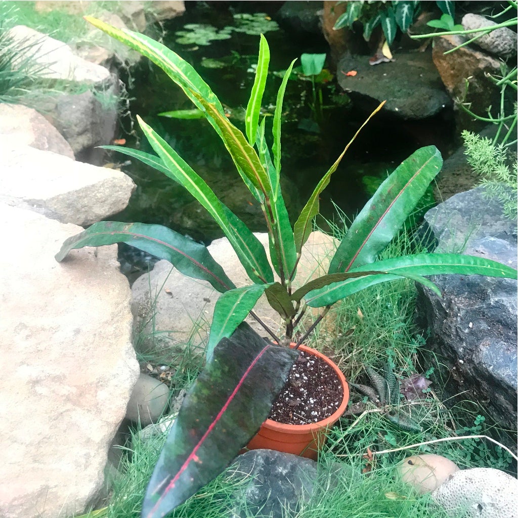 Codiaeum 'Victoria Gold Bell'