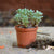 Coleus Coerulescens Plants myBageecha - myBageecha