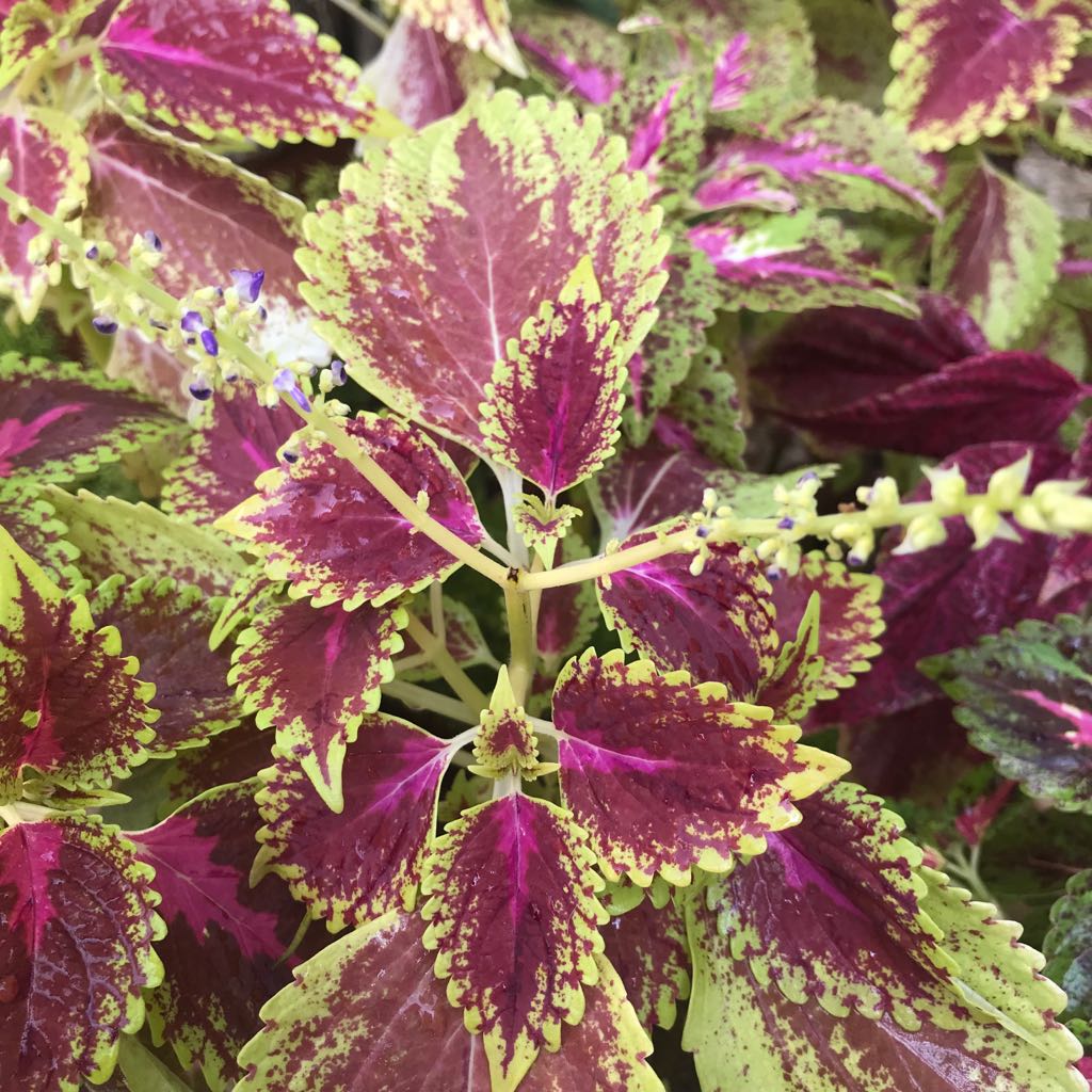 Coleus Wizard Scarlet