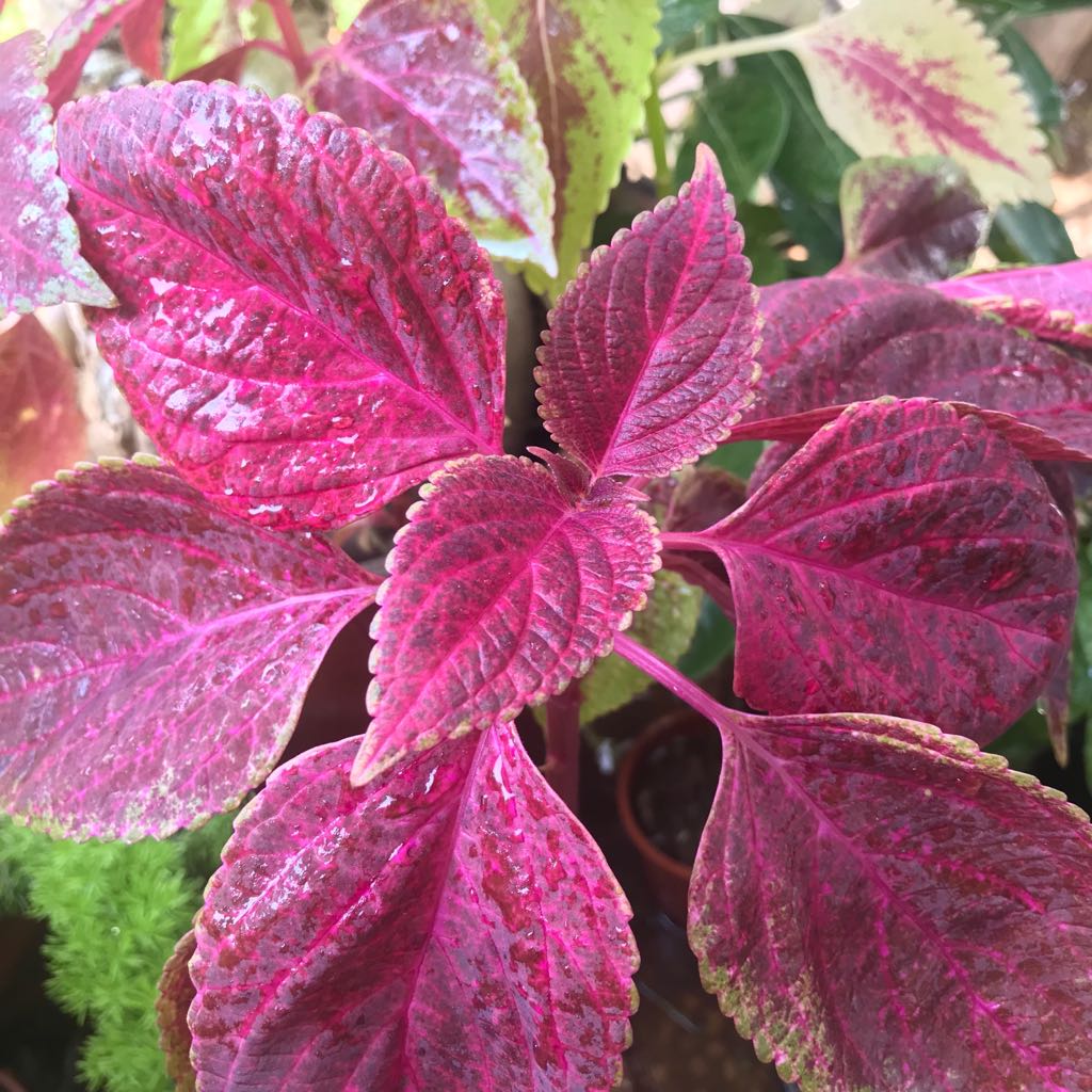 Coleus 'Trailing Bleeding Heart'