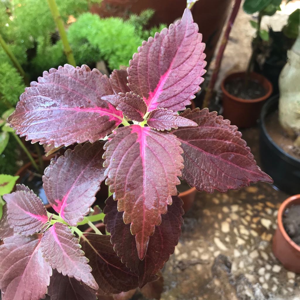 Coleus 'Kingswood Torch'