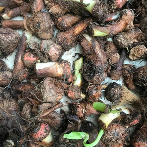 Colocasia esculenta 'Illustris'- Chamagadda bulbs