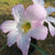 Rain Lily 'Cooperanthus Hortensis' (Bulbs)