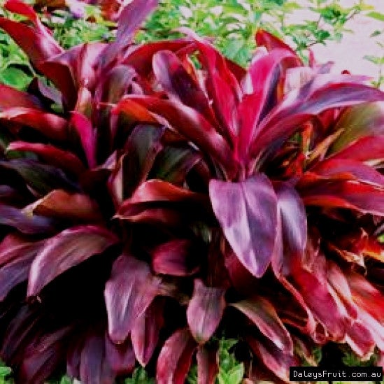 Cordyline Terminalis Plants myBageecha - myBageecha