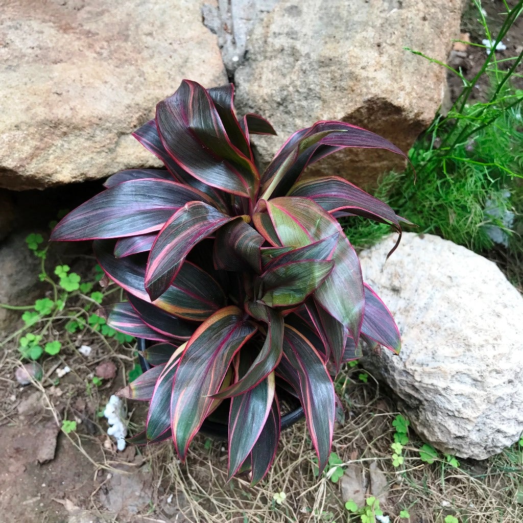Cordyline fruticosa 'Compacta Red'