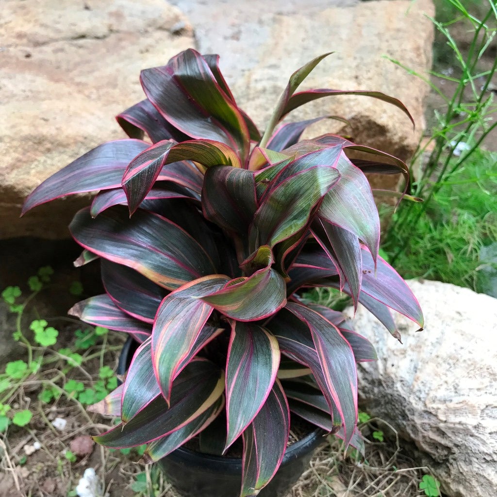 Cordyline fruticosa 'Compacta Red'