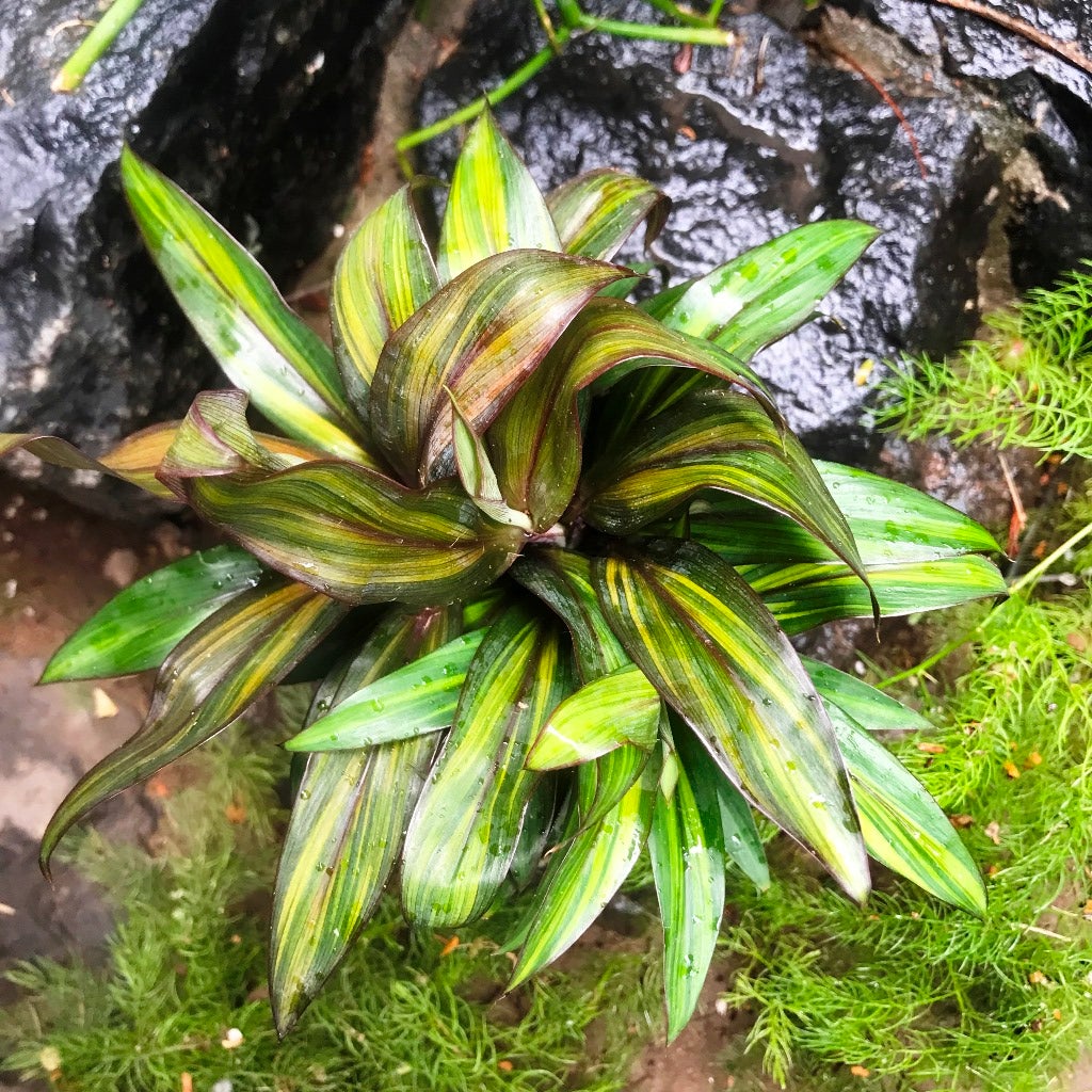 Cordyline fruticosa 'Compacta Orange'