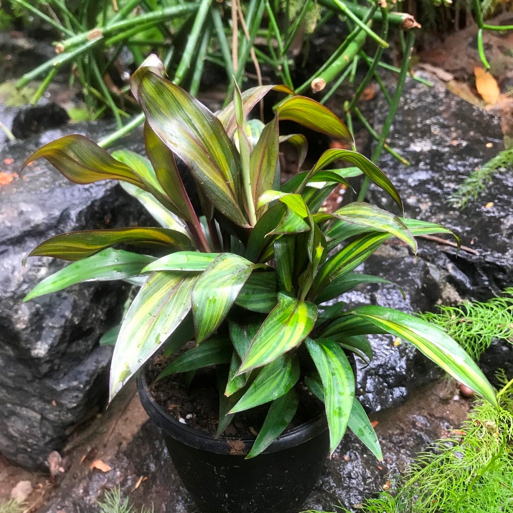 Cordyline fruticosa 'Compacta Orange'