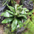 Cordyline fruticosa 'Compacta Green'