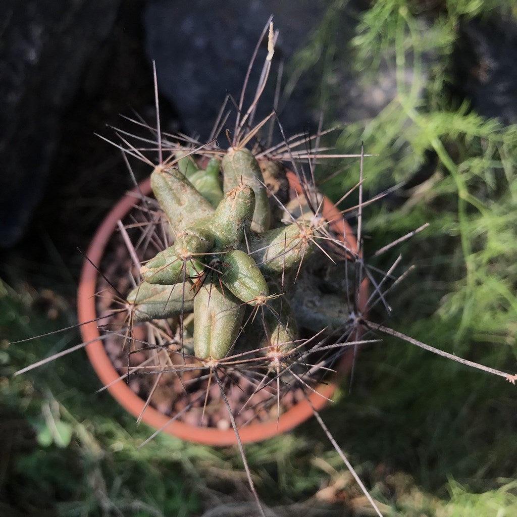 Coryphantha macromeris