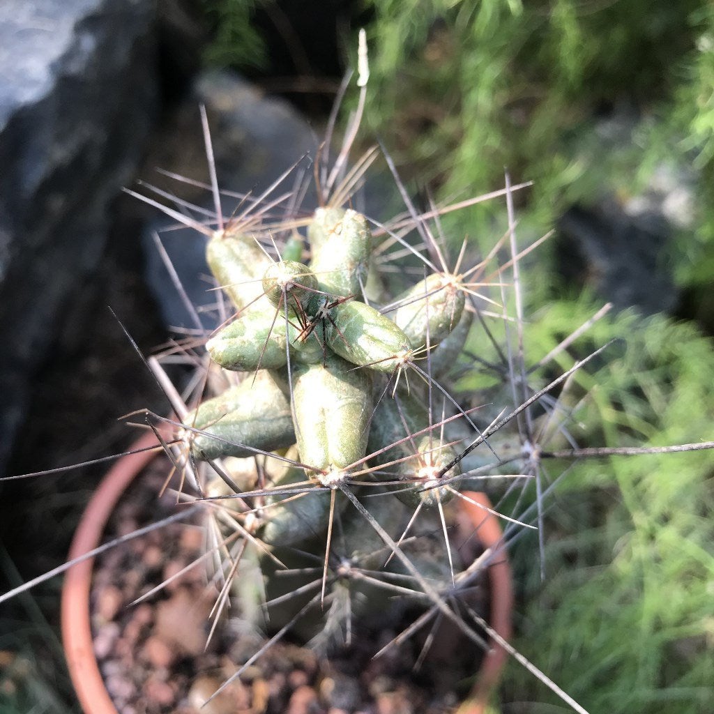Coryphantha macromeris