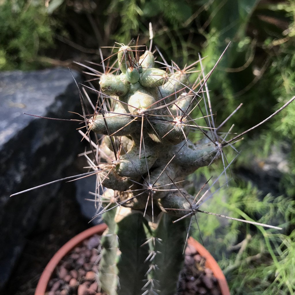 Coryphantha macromeris