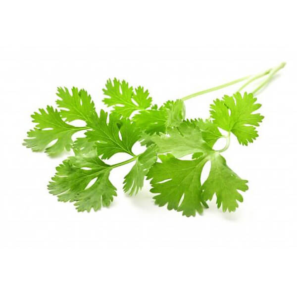 Coriander