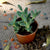 Corpuscularia  Lehmanni Plants myBageecha - myBageecha