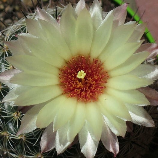 Coryphantha Cornifera V Echinus