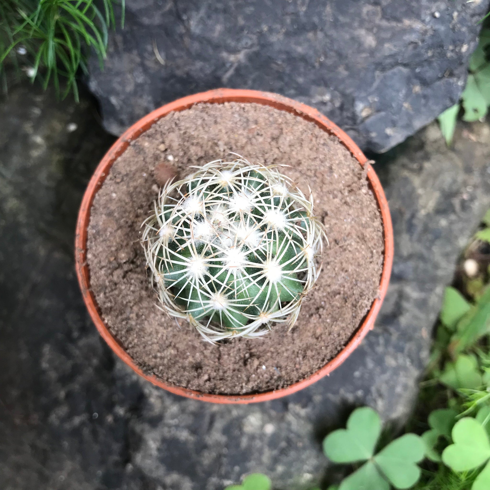 Coryphantha Cornifera V Echinus