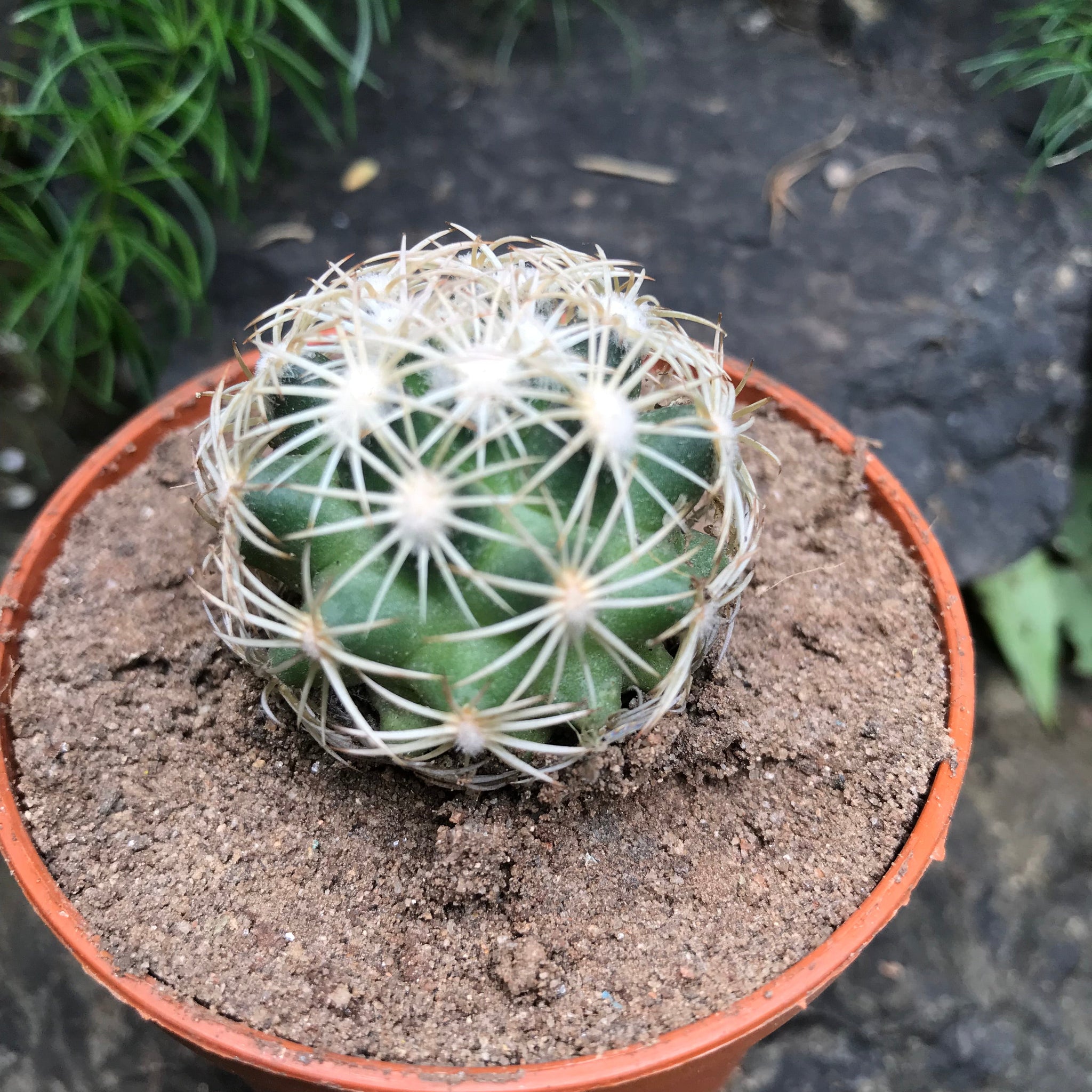 Coryphantha Cornifera V Echinus