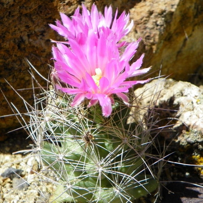 Coryphantha macromeris